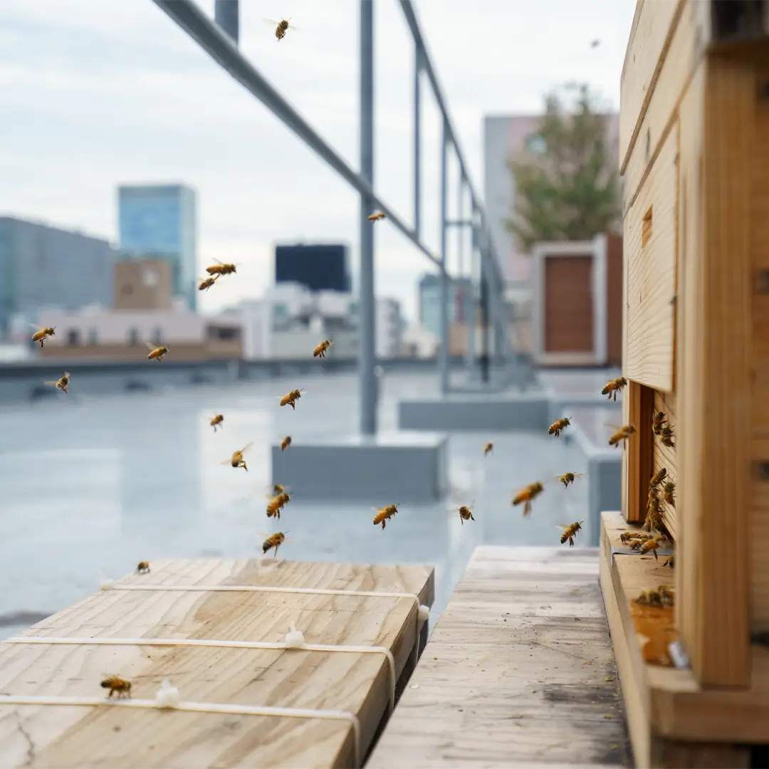 Beeslow Inc. - Beehive Photo