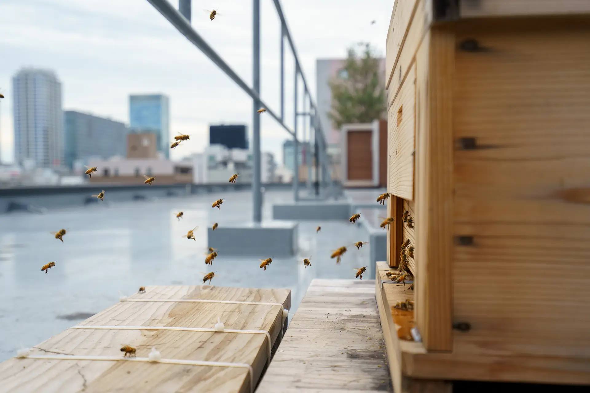 Beeslow Inc. - Beehive Photo